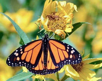 Butterfly Print - Monarch on Expiring Flower - Color Photo Print  71-6762