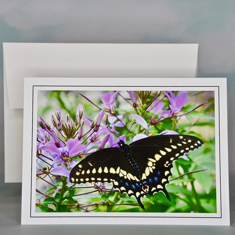 Butterfly Photo Note Cards Blank Note Cards 600080 Etsy