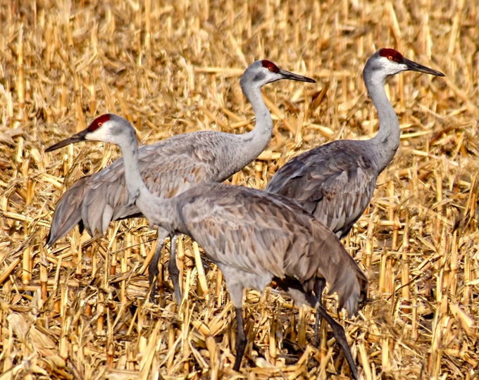 Sandhill Cranes Print - "Cranes Left and Right"  53-0663