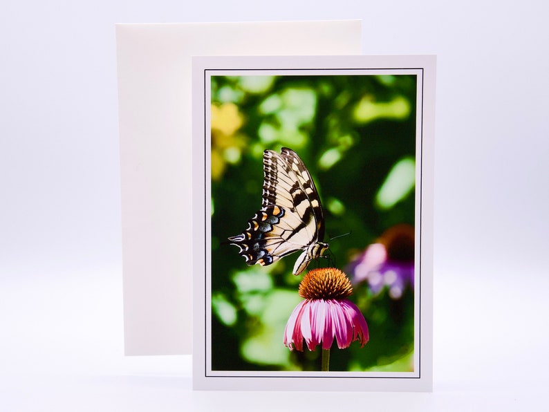 Giant Swallowtail Butterfly on Coneflower - Blank Note Card 53-0059 - Etsy