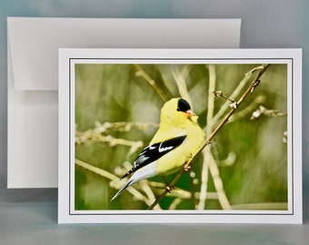 American Goldfinch Photo Note Card: All Occasion Blank Card - 71-1476