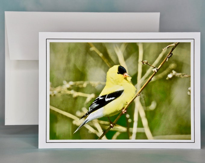 Bird Photo Note Card - American Goldfinch Blank Note Card - All Occasion Card