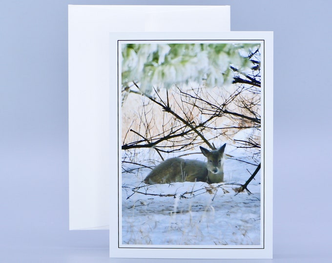 Blank Note Card - Winter Scene - Doe in the Snow   71-5383P