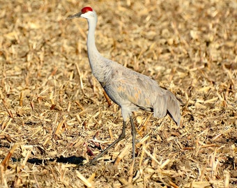 Sandhill Crane Struttin' - Photo Print or Note Card  71-1070