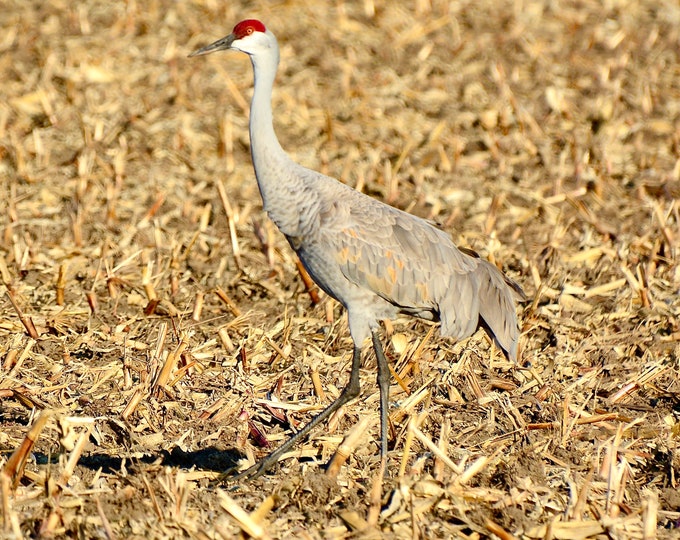 Sandhill Crane Struttin' - Photo Print or Note Card  71-1070