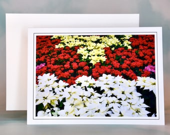 Christmas Card - Set of 8 with Envelopes - Colorful Display of Poinsettias  81-0147