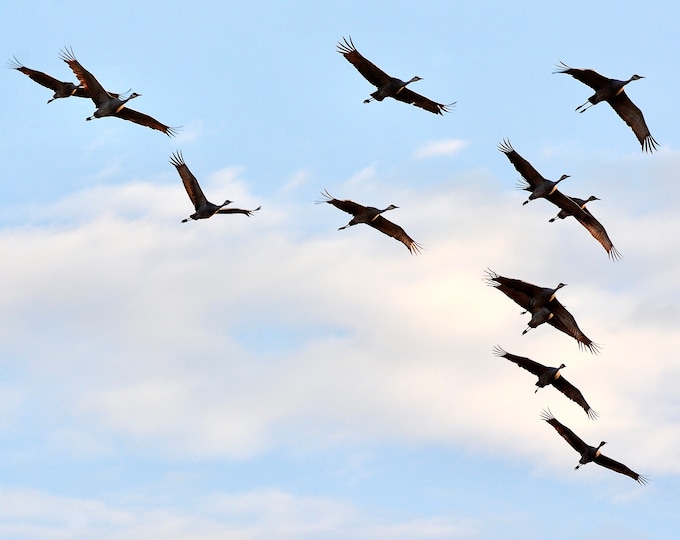 Sandhill Crane Print - "Wingtips"  71-1785