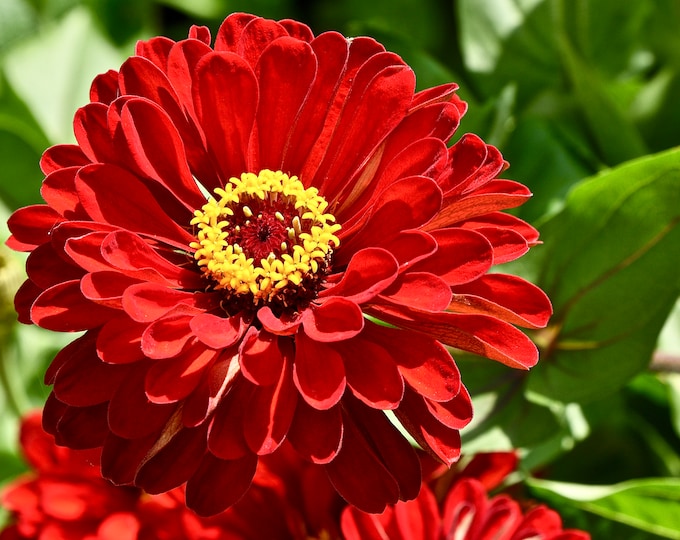 Flower Photo Print - Red Zinnia - Floral Print - Floral Photo Print  75-1674