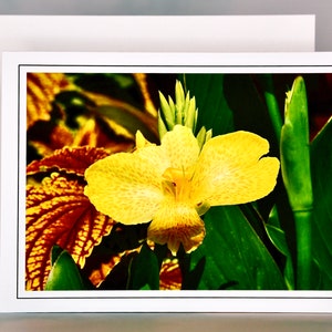 Orchid Canna Note Card - Blank Note Card  71-8250