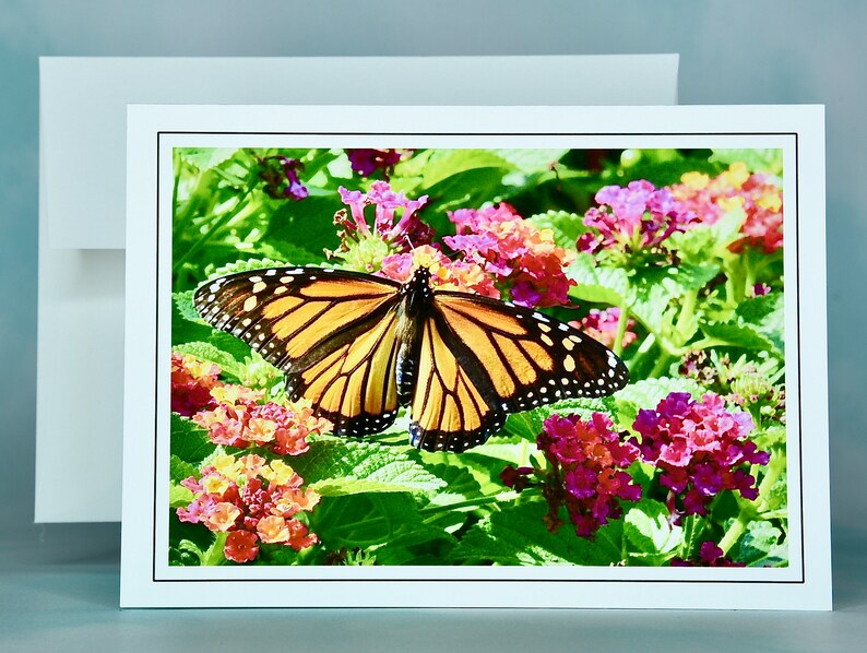 Butterfly Note Cards Monarch Butterflies Blank Note Cards 600280 Etsy