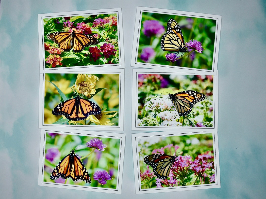 Butterfly Note Cards - Monarch Butterflies - Blank Note Cards 60-0280 ...
