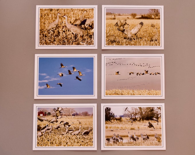 Sandhill Crane Blank Photo Note Cards - Note Cards with Envelopes  60-0390