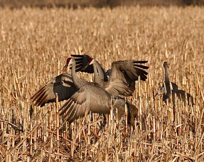 Sandhill Crane Print - Blank Photo Note Card  75-2933A