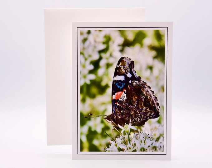 Red Admiral Butterfly - Blank Note Card  53-0796