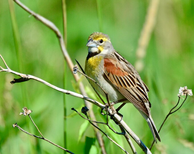 Dickcissel Print - Bird Photography  71-2244