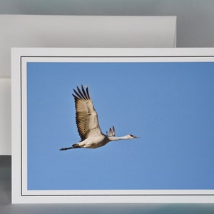 Cartão de notas com foto Sandhill Crane in Flight - Cartão de notas em branco 71-2580