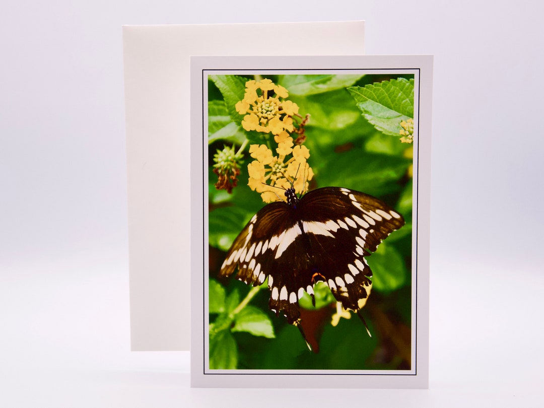 Black Swallowtail Butterfly - Blank Note Card 71-7686 - Etsy