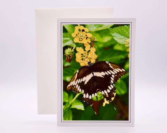 Black Swallowtail Butterfly - Blank Note Card  71-7686