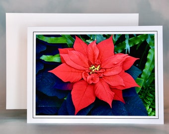 Christmas Card - Set of 8 with Envelopes - Traditional Red Poinsettia  81-0078
