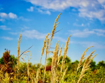 Midwest Landscape Art Print - "Autumn Peace - Reedgrass" - 67-0924P