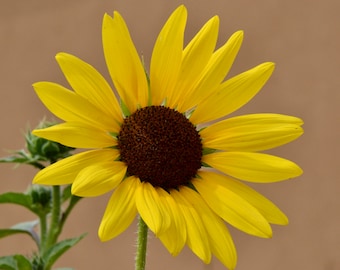 Wild Sunflower Photo Print  53-0649
