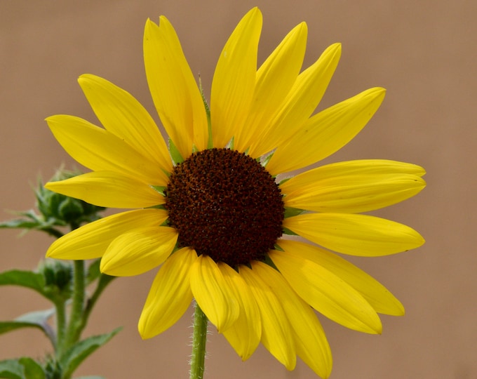 Wild Sunflower Photo Print  53-0649