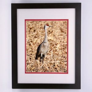 Sandhill Crane Framed Print  71-1066F