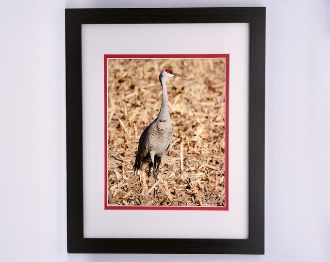 Sandhill Crane Framed Print  71-1066F