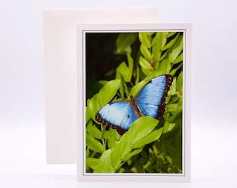 Blue Morpho Butterfly - Blank Note Card  53-0450