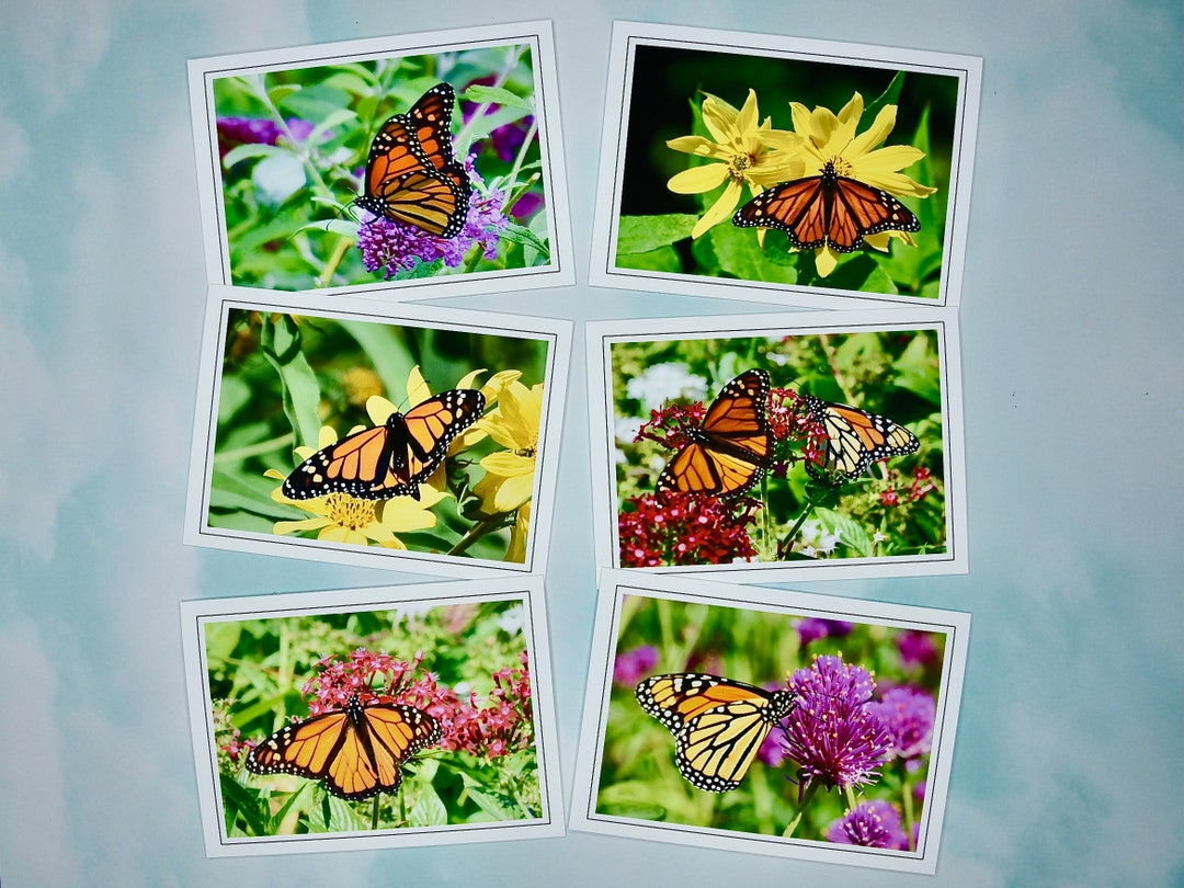 Monarch Butterfly Note Cards: Blank Inside, Gift Set - 60-0290 - Etsy