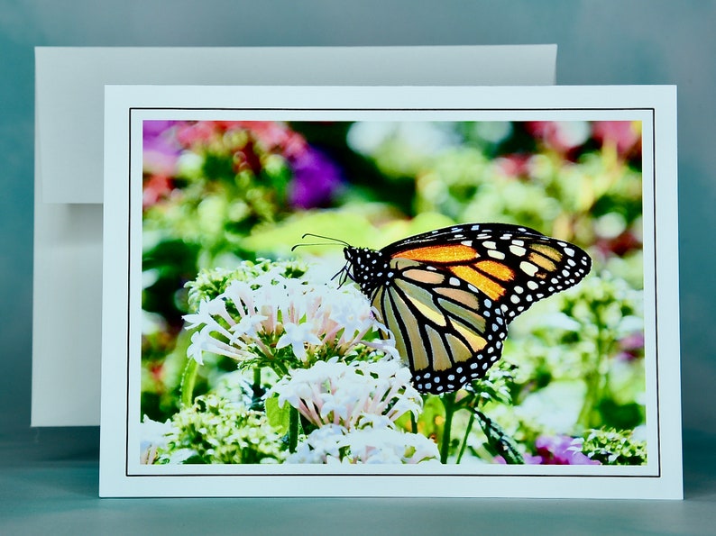 Butterfly Note Cards Monarch Butterflies Blank Note Cards 600280 Etsy