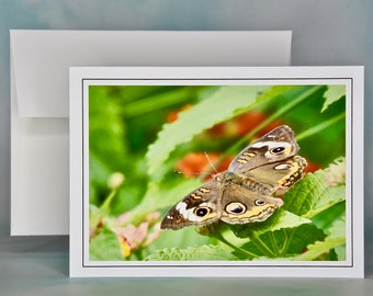 Buckeye Butterfly Photo Note Card: All Occasion Blank Card - 53-0830