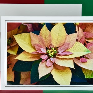 Christmas Cards - Set of 8 with Envelopes - Euphorbia Autumn Leaves Poinsettia  81-0788