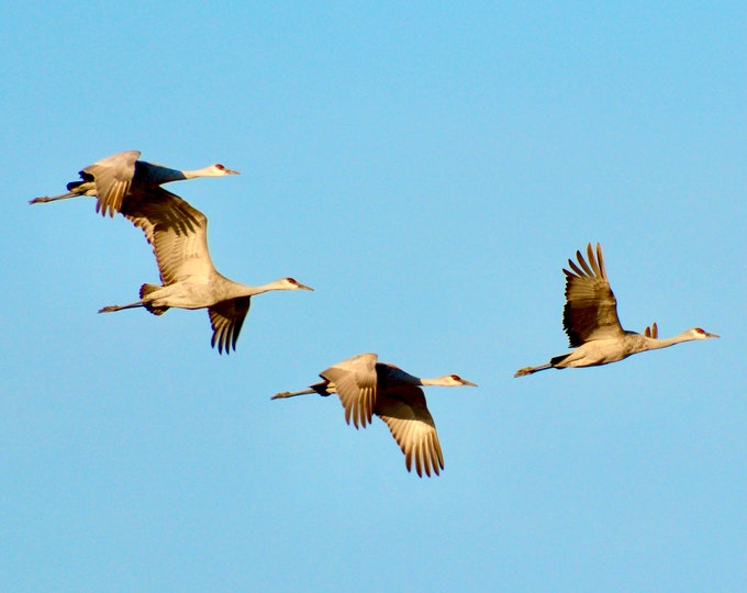 Sandhill Cranes Print - "Four High Fliers"  71-1122