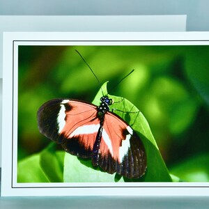 Vlinder notitiekaart - "Papillon Rouge, Noir et Blanc" - blanco notitiekaart 53-0459