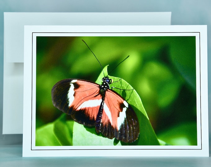 Butterfly Note Card - "Papillon Rouge, Noir et Blanc" - Blank Note Card  53-0459