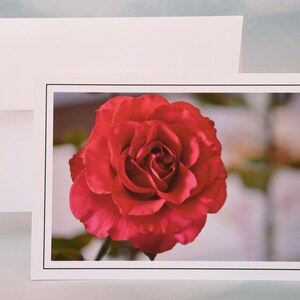 Brilliant Red Rose Photo Note Card - Blank Note Card - Greeting Card 71-1350N