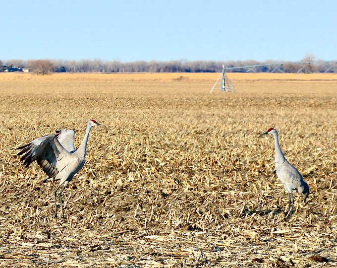 Sandhill Crane Print - "Dance for Me"  71-1076