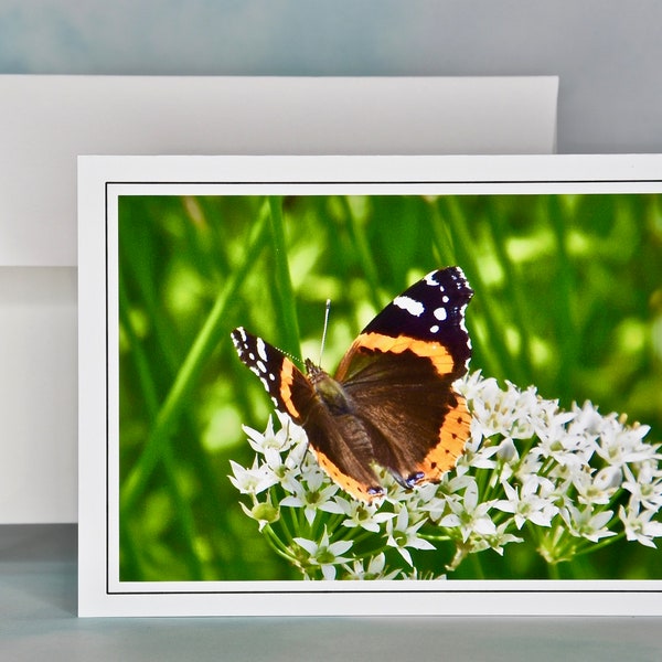 Butterfly Photo Note Card - Red Admiral Butterfly Note Card - Blank Note Card  53-0785