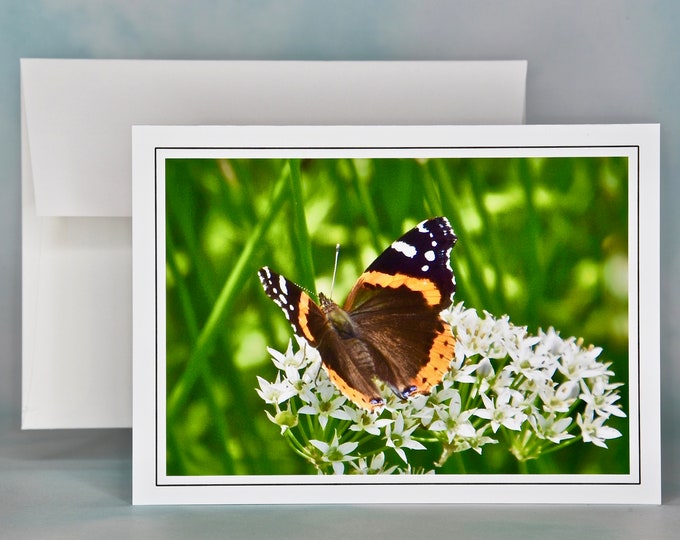 Butterfly Photo Note Card - Red Admiral Butterfly Note Card - Blank Note Card  53-0785