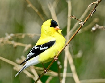 American Goldfinch Print - Photo Print - Bird Photo  71-1476
