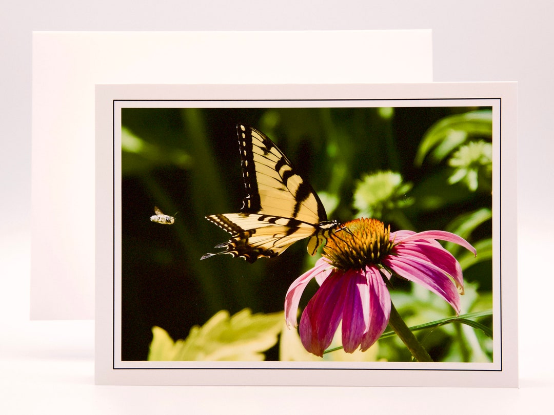Giant Swallowtail Butterfly & Friend on Coneflower - Blank Note Card 53 ...