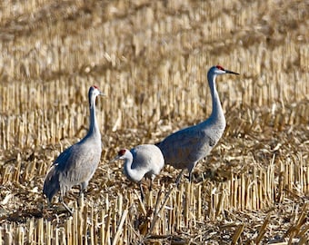 Sandhill Crane Print - Blank Photo Note Card  75-2795