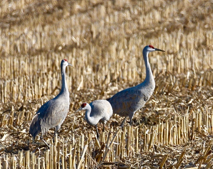 Sandhill Crane Print - Blank Photo Note Card  75-2795