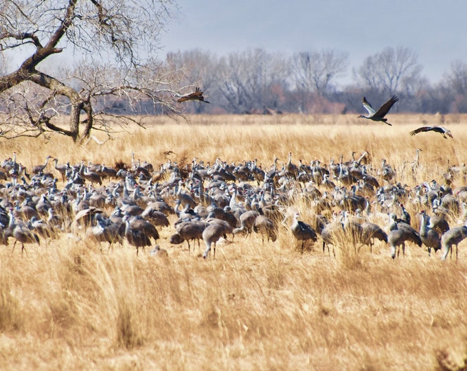 Sandhill Cranes Print - "Cranes in the Field"  53-0369