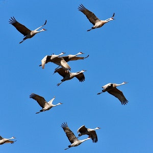 Sandhill Cranes in Flight - Impressão de foto ou cartão de nota em branco 75-2726