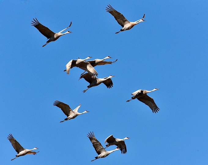 Sandhill Cranes in Flight - Photo Print or Blank Note Card   75-2726