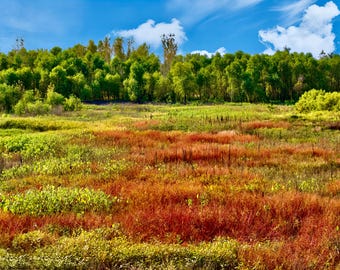 Midwest Landscape Art Print - "Fall Meadow Majesty" - 67-0941P