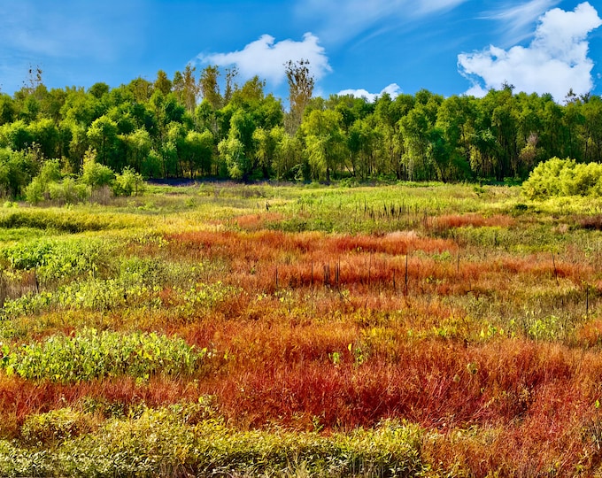 Midwest Landscape Art Print - "Fall Meadow Majesty" - 67-0941P