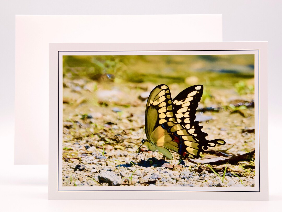 Giant Swallowtail Butterfly - Blank Note Card 71-5729 - Etsy